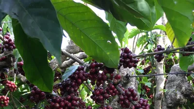 The future of coffee is Canephora